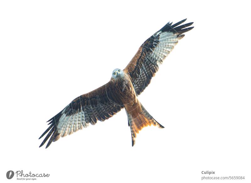 Ein Rotmilan auf der Jagd mit Blick nach unten (Milvus milvus) - blauer Himmel Stuttgart, Deutschland, Europa Vogel fliegen Vögel Vogelflug Wildvogel Gefieder