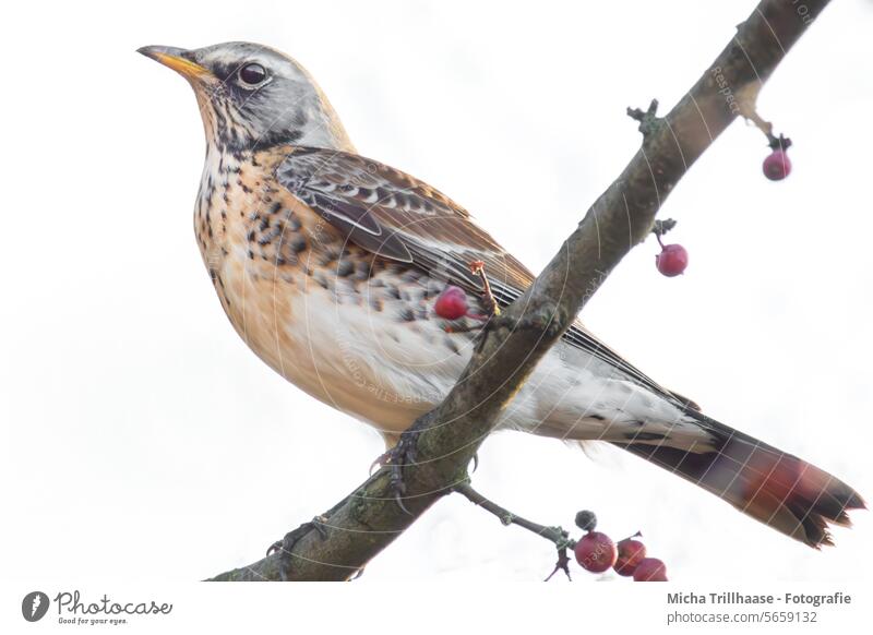 Wacholderdrossel auf einem Ast Drossel Schnabel Auge Tiergesicht Gefieder Federn Flügel Wildtier Tierporträt Vogel Zweige und Äste Baum Natur Blick Farbfoto Tag