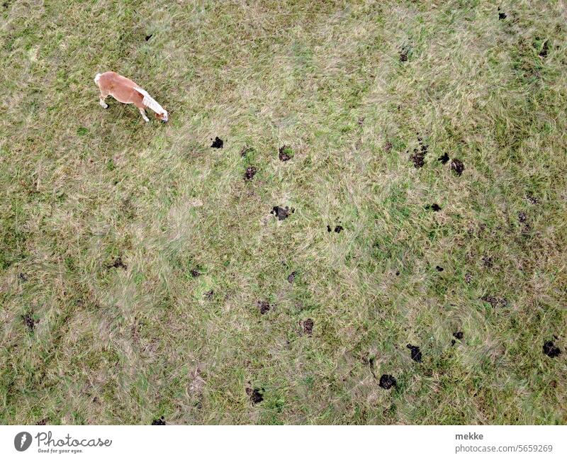 Achtung Pferd von oben links Weide Wiese Gras grün Tier Koppel Natur Fressen Sommer Umwelt Pony Landschaft Ponyhof Feld Bauernhof Weidenutzung braun ländlich