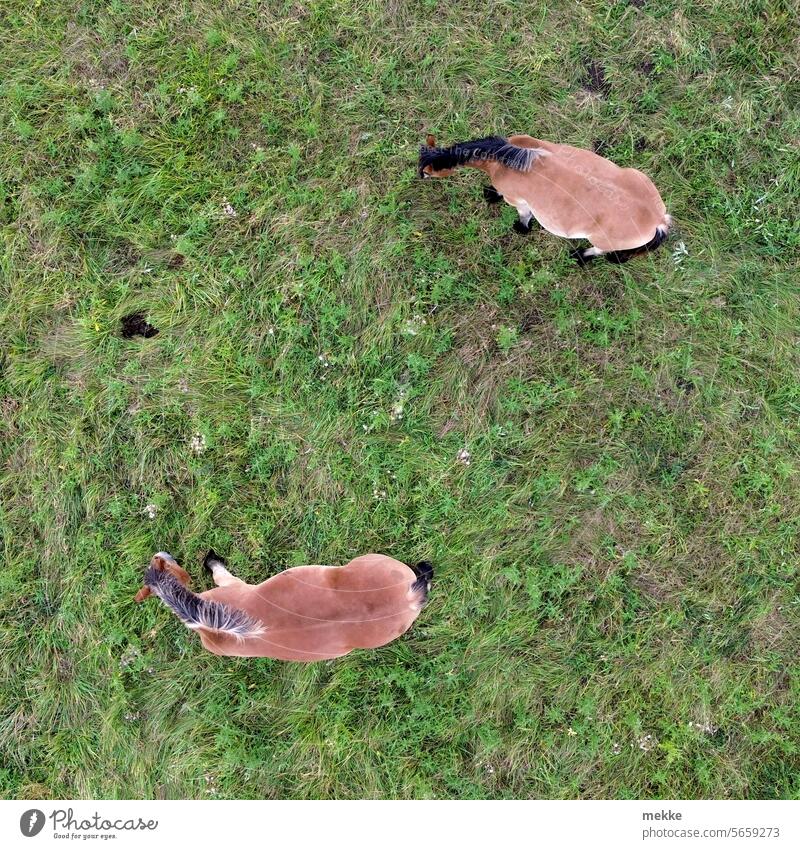 Zu zweit auf der Koppel Pferde Weide Wiese Gras grün Tier Natur Fressen Sommer Umwelt Landschaft Feld Bauernhof Weidenutzung braun ländlich im Freien Ranch