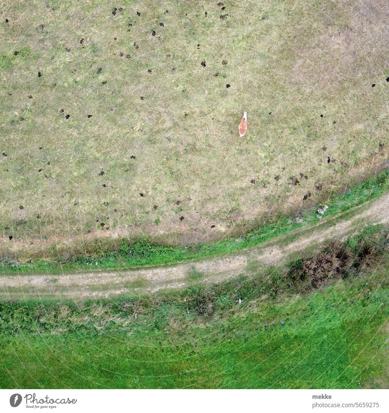 Allein auf der Koppel Pferd Weide Wiese Tier Gras Natur Fressen Sommer grün Umwelt Landschaft Feld Pferde Bauernhof Weidenutzung braun ländlich im Freien Ranch