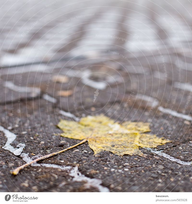 festgefahren. Gartenarbeit Winter Eis Frost Pflanze Blatt Park Stadt Platz Marktplatz Terrasse Straße Wege & Pfade Stein Beton frieren liegen dehydrieren kalt