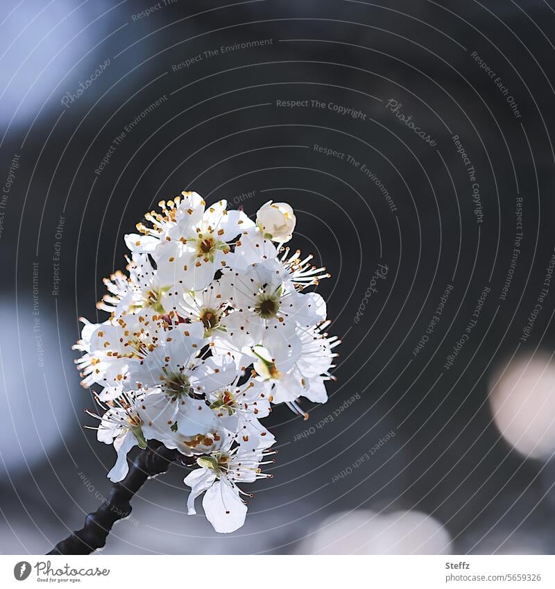 Frühlingszweig Frühlingsblüten Pflaumenblüte Frühlingsblüher blühen Blüten erblühen Frühlingserwachen April Jahreszeiten weiß fein Blütenblätter Frühlingssonne