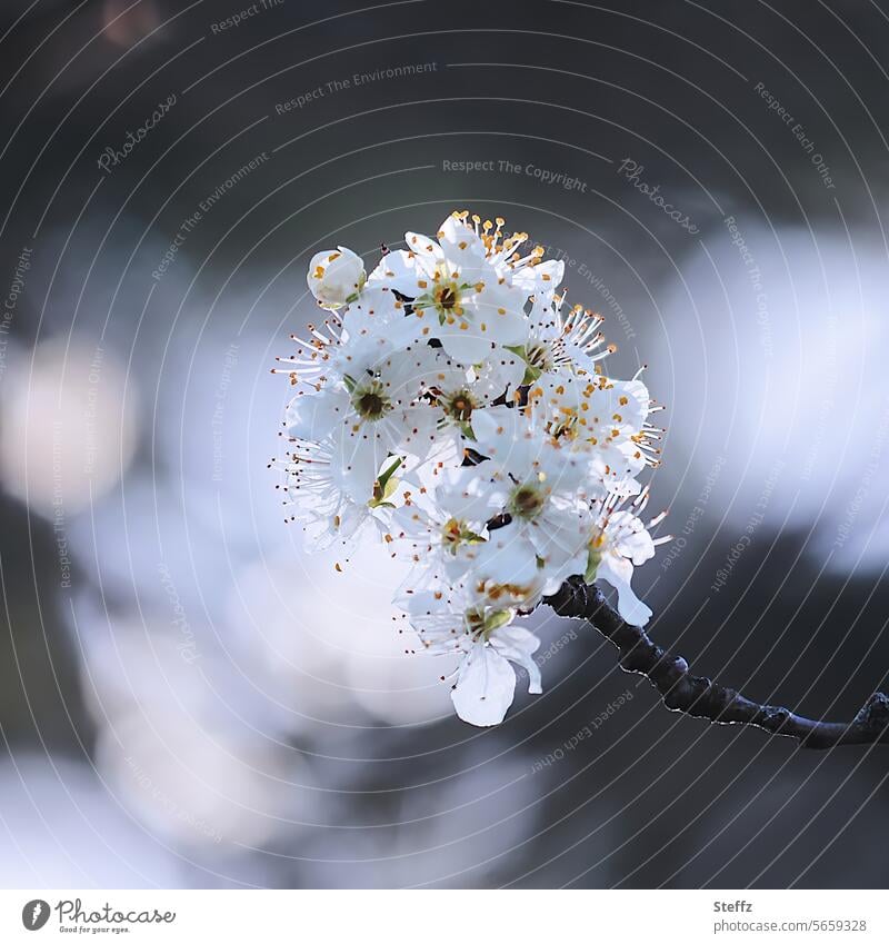 Frühlingsblüten Pflaumenblüte blühen Blütenblätter Frühlingstag weiß blau erblühen weiße Blüten April Jahreszeiten Frühlingsblüher erfreulich Frühlingsstimmung