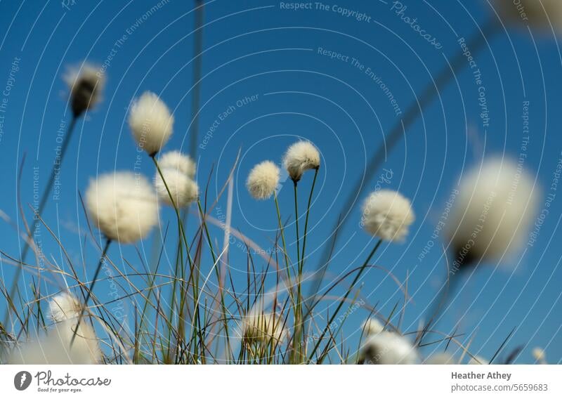 Wollgras in einem Moor in Northumberland, UK eriophorum Maure Moorland Sumpfbaumwolle northumberland Großbritannien Natur Gras Umwelt Blume Pflanze Farbfoto