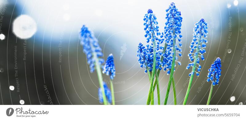 Frühling Natur mit Nahaufnahme von blauen Traubenhyazinthen auf Bokeh Hintergrund, im Freien abschließen Flora Blume Garten Blütezeit schön