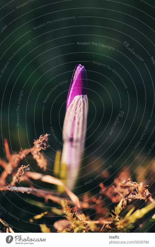 erster Krokus Krokusknospe Krokusblüte Frühlingskrokus Blütenknospe Blume Frühblüher Frühlingsblume Vorfreude Frühlingsblüher Frühlingsblüte Frühlingsboten