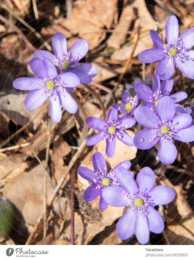 Frühlingsfotografie, die die Schönheit des Waldes einfängt. Das Bild zeigt zarte Hepatica, eine Feier der Natur der Frühlingssaison, perfekt für Outdoor-und Pflanzenliebhaber.