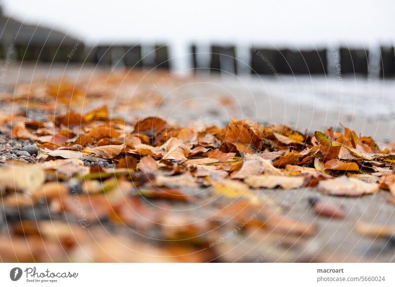 Herbst an der Ostsee mit gefallenem, buntem Laub am Strand strand ostsee buhnen orange rot herbstlich gefärbt färbung sandstrand blatt blätter herbstlaub