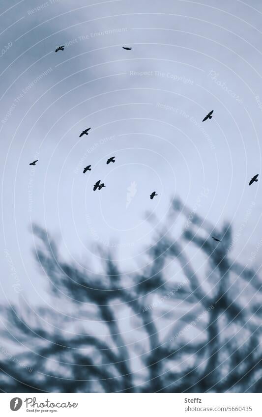 Vögel am düsteren Winterhimmel Vogelflug fliegen Vögel fliegen Vögel am Himmel Schwarm Freiheit Vogelschwarm Vogelzug grauer Himmel Wintertag blattlos Luft