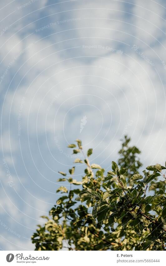 Grüne Blätter an einem Baum gegen Himmel mit kleinen Wolken grün blau Fröhlichkeit Natur Garten Blatt grüne Blätter Pflanze Frühling Laubwerk Frische