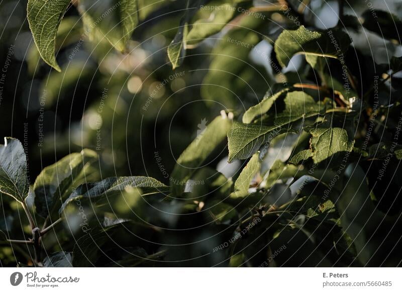 Licht das auf grüne Blätter im Spätsommer fällt Hintergrund fröhlich friedlich Sonne Sonnenschein warm Park Wald Laubbaum Wachstum unscharfer Hintergrund Natur