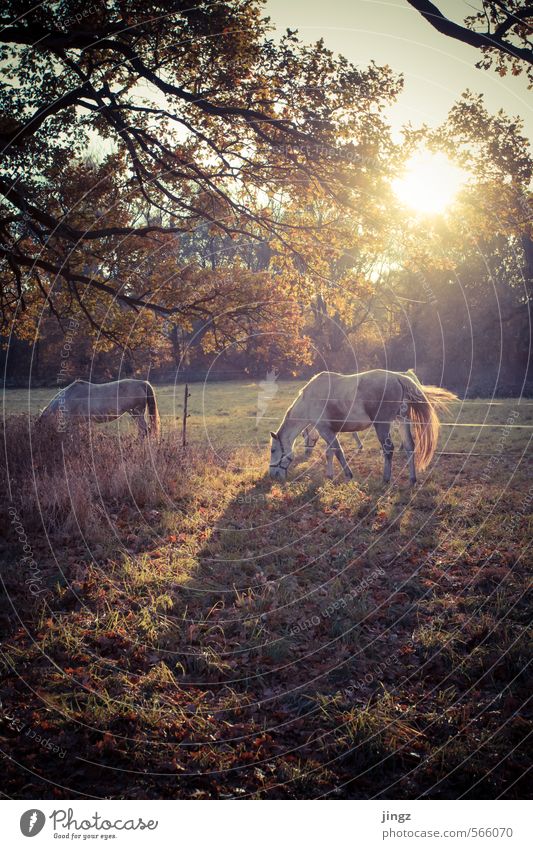 horses like in a fairy tale Sonnenlicht Herbst Schönes Wetter Baum Gras Wiese Pferd 2 Tier Essen füttern stehen Freundlichkeit Glück Neugier braun gold grün