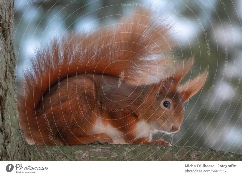 Eichhörnchen im Baum Sciurus vulgaris Tiergesicht Kopf Auge Nase Maul Ohr Schwanz Pfoten Krallen Fell Nagetiere Wildtier nah Tierporträt niedlich Schönes Wetter