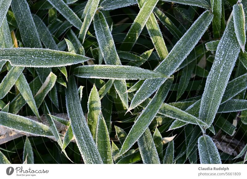 Grashalme von Rauhreif überzogen Raureif Winter kalte jahreszeit Frost Winterkälte winterliche Kälte Garten Winterzeit Winterzauber frostig Januar Dezember