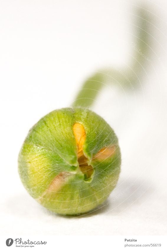 Kleines Blüten-Baby weiß Pflanze Blume grün gelb Blütenknospen Vor hellem Hintergrund