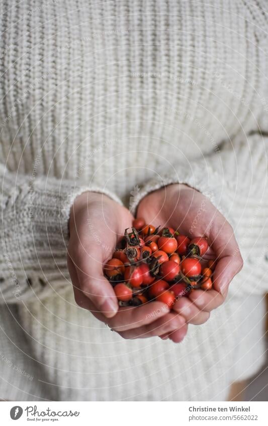 gesammelte Hagebutten in den Händen halten vitaminreich Rosenfrüchte herzförmig Früchte Herz Frucht Vitamin C Herbstfrüchte naturfarben frisch Ernährung