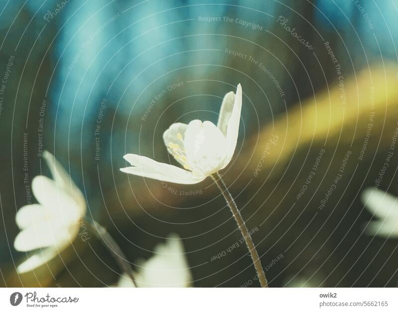 Ganztägig geöffnet Buschwindröschen Blume Pflanze Blüte Flora Blütenblatt Frühlingspflanze Anemone nemorosa Wachstum Botanik Detailaufnahme Nahaufnahme