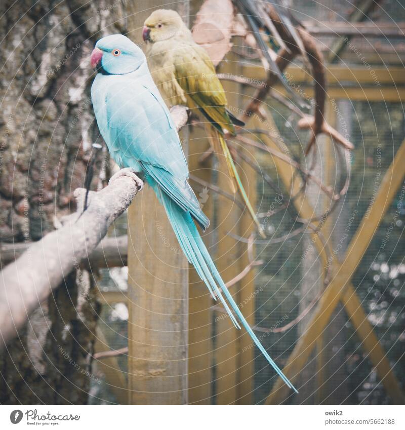 Abschätzender Blick Papagei Vogel 2 Ara Papageienvogel exotisch Sittich Tierpaar Treue Paar zusammengehörig Tierporträt Partnerschaft Zufriedenheit Sympathie