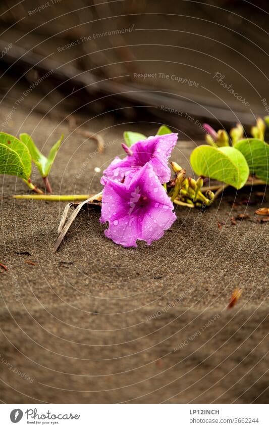 CR XXXV. Strandwinde costa rica tortuguero Karibisches Meer Ziegenfuß-Prunkwinde Windengewächsen Kletterpflanzen Blüte Blühend Sommer Pflanze sand Ferne