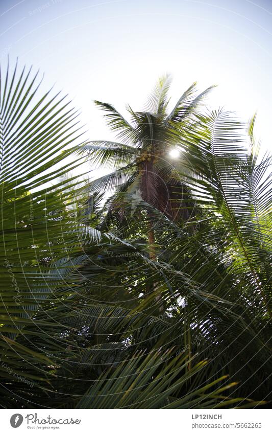 CR XXXIV. Blick durch die Palme. grün Licht sonne Ferien & Urlaub & Reisen Natur Strand Himmel blau Außenaufnahme exotisch Tourismus Sommerurlaub Sonnenlicht