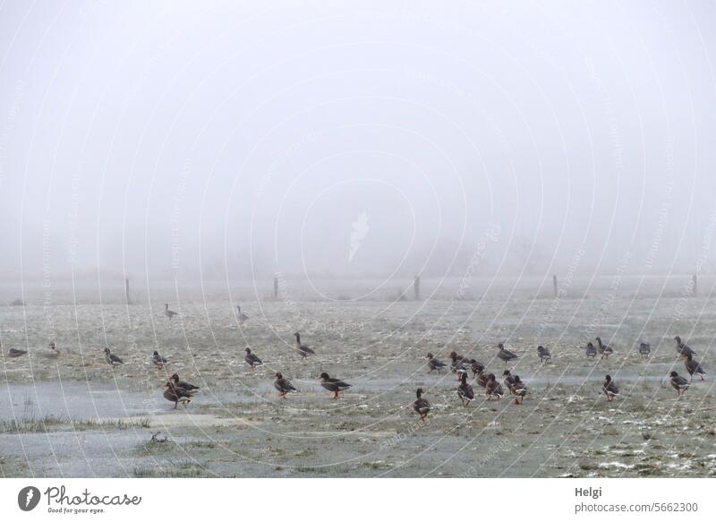 Wildgänse auf überschwemmter und vereister Wiese Gänse Vlgel Viele Winter Frost Kälte Nebel Wontertag Winterstimmung Eis Überschwemmung Gefroren Futtersuche