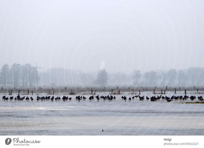 Wildgänse auf überschwemmten gefrorenen Wiesen Vögel Winter Kälte Frost Eis Nebel Wetter kalt frostig Zaun Baum Natur Landschaft viele Winterstimmung frieren