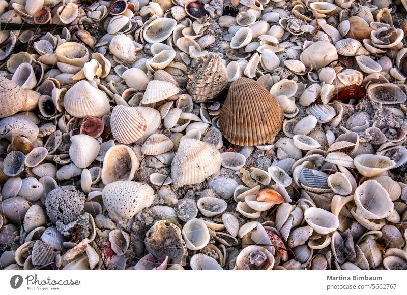 Vollbildaufnahme von verschiedenen Muschelarten an einem Strand in Florida Muscheln voller Rahmen Muster Textur reisen Panzer Sand Natur Sommer Detailaufnahme