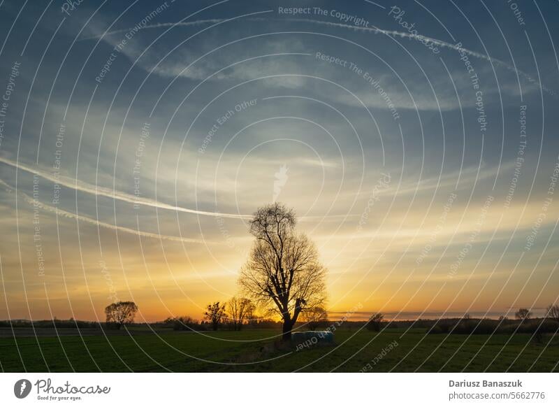 Sonnenuntergang über der Wiese Baum Landschaft ländlich Sonnenlicht Cloud Natur Gras Himmel Feld im Freien Horizont blau grün gelb Ackerbau schön Bauernhof