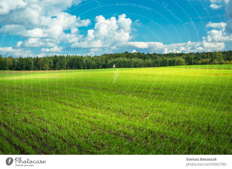 Grünes Ackerland mit Wald am Horizont und weißen Wolken am Himmel Feld ländlich grün Landschaft Cloud blau Weizen Bauernhof Natur Sommer Gras Pflanze Wiese