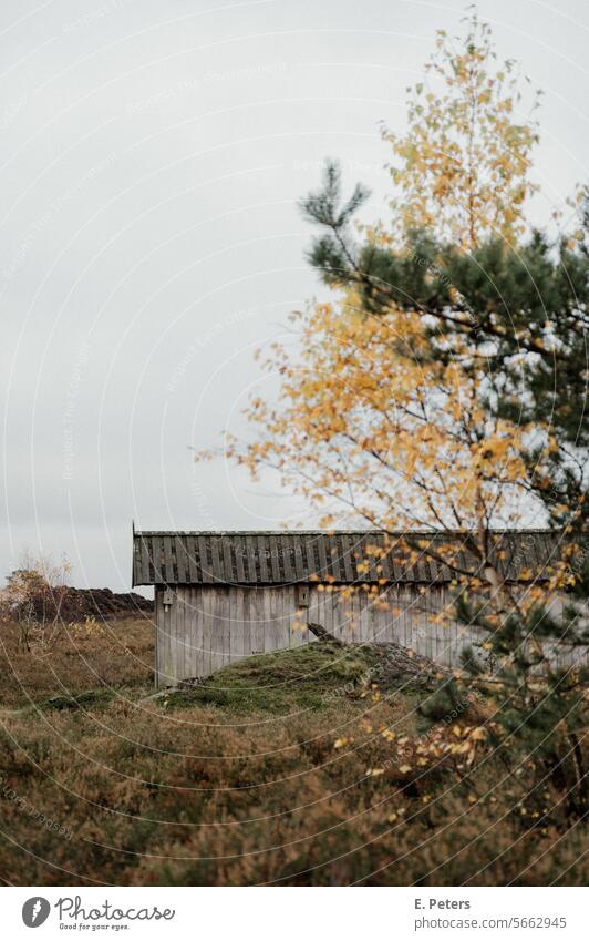 Rückseite eines kleinen Hauses in einer Moorlandschaft moor Pitzmoor Schneverdingen Landschaft Herbst Winter bäume stimmung grün braun Natur Baum Umwelt