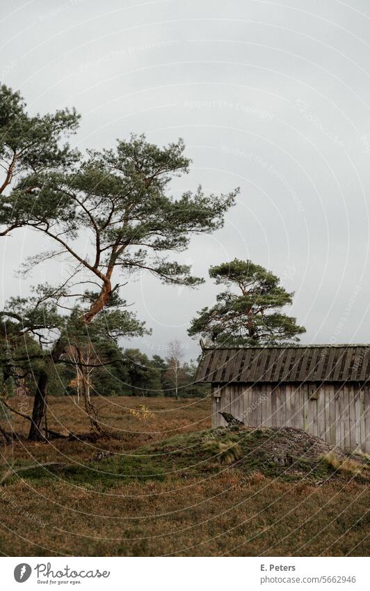 Rückseite eines kleinen Hauses in einer Moorlandschaft moor Pitzmoor Schneverdingen Landschaft Herbst Winter bäume stimmung grün braun Natur Baum Umwelt