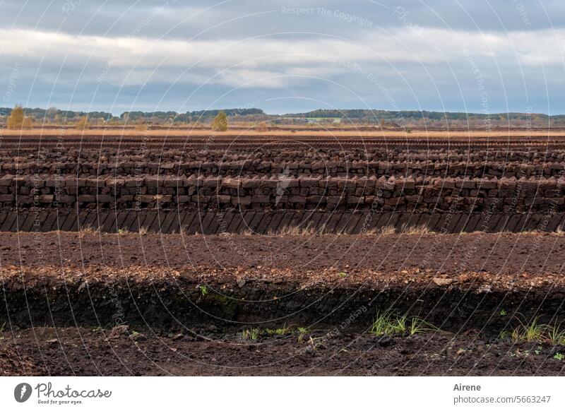 Schaun wir mal, was wird | nach der Renaturierung Moor Torf dunkel braun Landschaft Einsamkeit herbstlich Weite Linien Horizont flach Torfmoor Torfabbau Erde