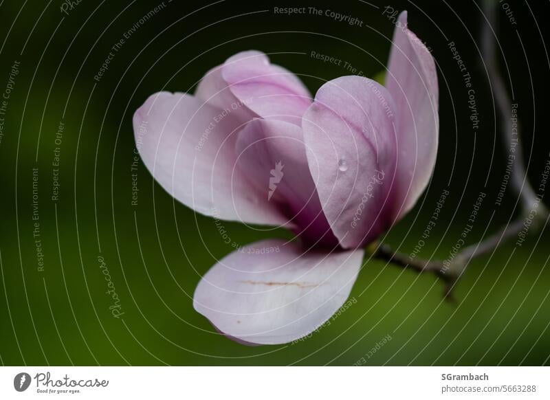 Magnolienblüte rosa Frühling Magnoliengewächse Blühend Garten schön natürlich Blüten Blütenknospen blühen blühende Magnolie Magnolienzweig Farbfoto Umwelt Natur