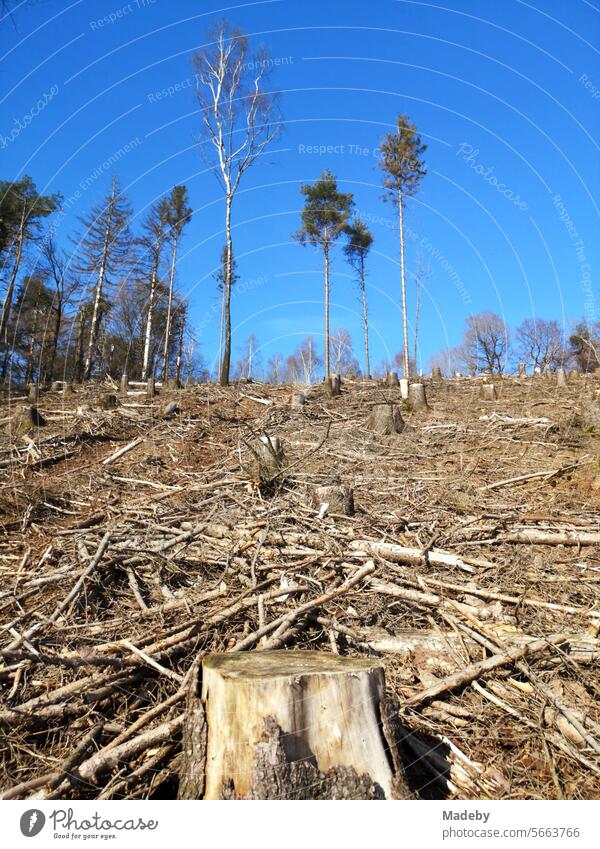 Schleichendes Waldsterben und Rodung wegen kranker Bäume bei blauem Himmel und Sonnenschein am Hermannsweg im Teutoburger Wald in Oerlinghausen bei Bielefeld in Ostwestfalen-Lippe