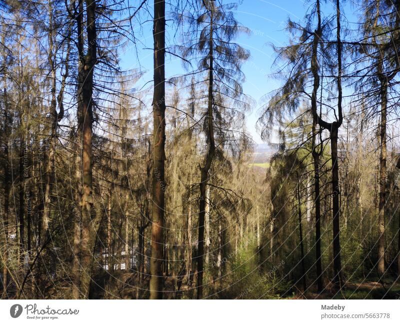 Kranke Föhren und Kiefern bei blauem Himmel und Sonnenschein im Mischwald auf dem Tönsberg in Oerlinghausen bei Bielefeld am Hermannsweg im Teutoburger Wald in Ostwestfalen-Lippe