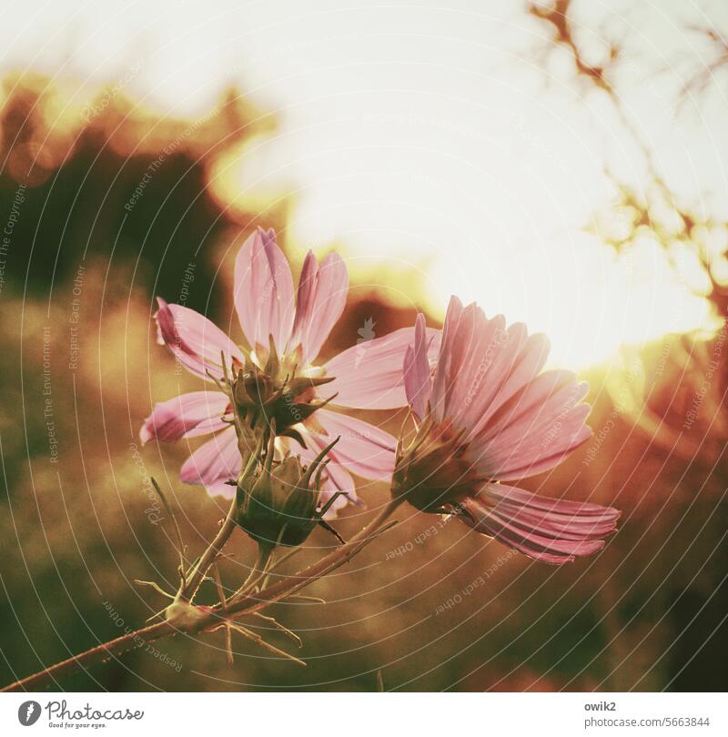 Vorboten Cosmeablüten Blumen Zusammensein Natur schönes Wetter Leidenschaft Blüten frisch Leichtigkeit aufwärts lila magenta Blumenwiese blühend Detailaufnahme