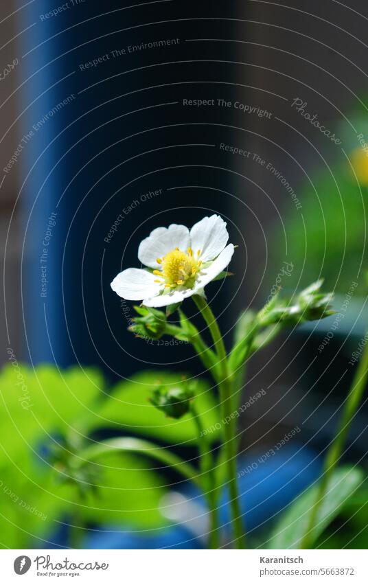 Die ersten Erdbeeren blühen am Balkon. Erdbeerblüten Blüten Frühling Erdbeerpflanzen Pflanzen grün weiß Natur Wärme Licht Flora wachsen Wachstum Obst Beerenobst