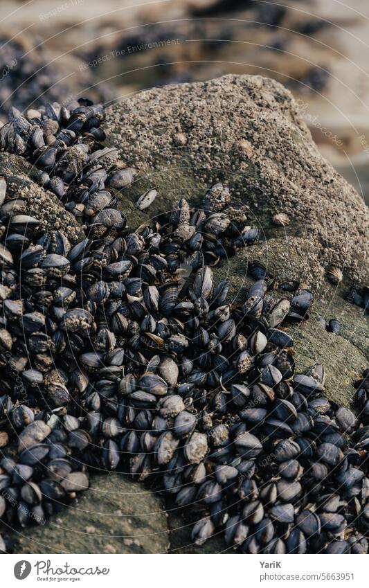 Muschelnester maritim meer meeresküste meeresufer muschel muscheln meeresfrüchte lebensraum fischerei Leben am und im Wasser felsen granit stein steinig salzig