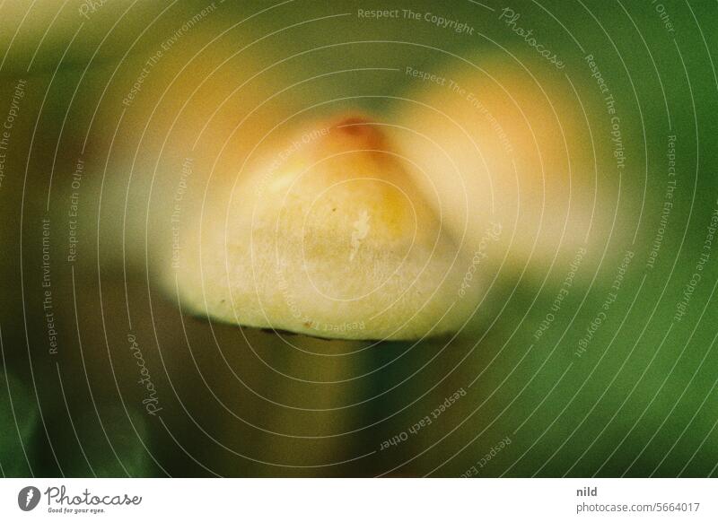 Falscher Alarm – Die waren gar nicht im Essen! Pilze Lamellenpilz giftig Makroaufnahme Close Up Hut Natur Nahaufnahme Wald Herbst Pflanze natürlich Umwelt