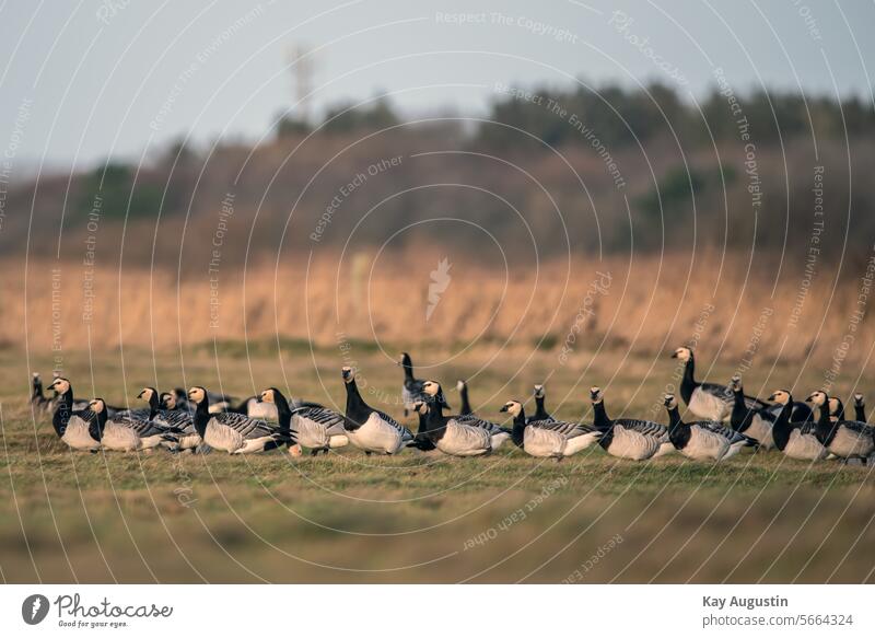 Nonnengänse Gänse Vögel Feuchtwiesen Weißwangengans Branta leucopsis Natur Wilde Gänse Wiesen Landschaften Insel Sylt Entenvögel Meergänse Gans Wattenmeer