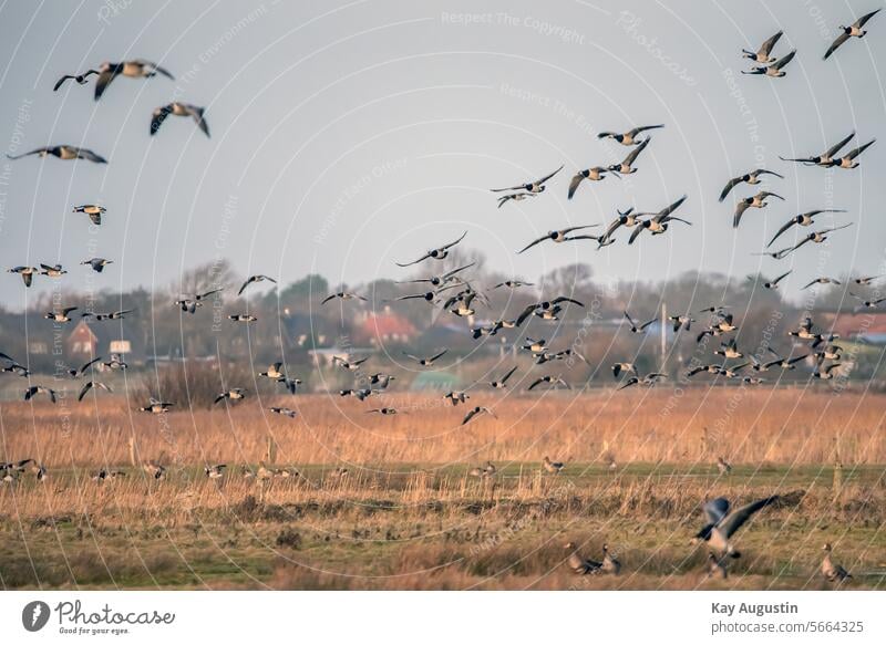 Nonnengänse im Flug Weißwangengans Branta leucopsis Gänse Natur Feuchtwiesen Wilde Gänse Wiesen Landschaften Insel Sylt Entenvögel Meergänse Gans Wattenmeer