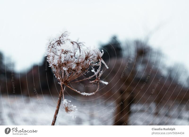 Trockener Fruchtstand der Wilden Möhre im Winter mit Schneekristallen vor winterlichem Obstgarten Winterstimmung Wintertag Natur natürlich Jahreszeiten Wetter