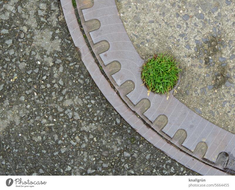 Oase Gullydeckel Gras Strukturen & Formen Außenaufnahme Muster grün Straße Menschenleer grau Asphalt Vogelperspektive Tag Farbfoto rund klein Leben wachsen