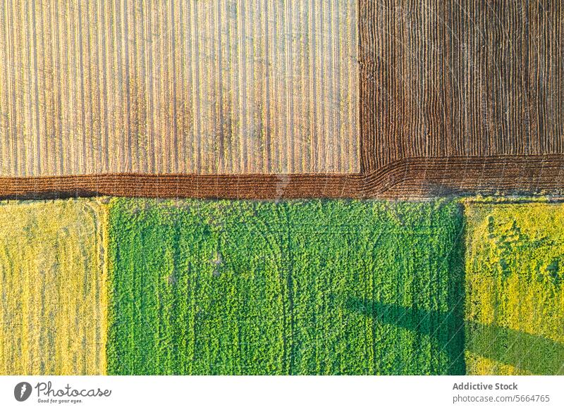 Blick von oben auf einen bunten Flickenteppich aus blühenden und gepflügten Feldern, die eine lebendige und vielfältige Agrarlandschaft bilden Top Ansicht