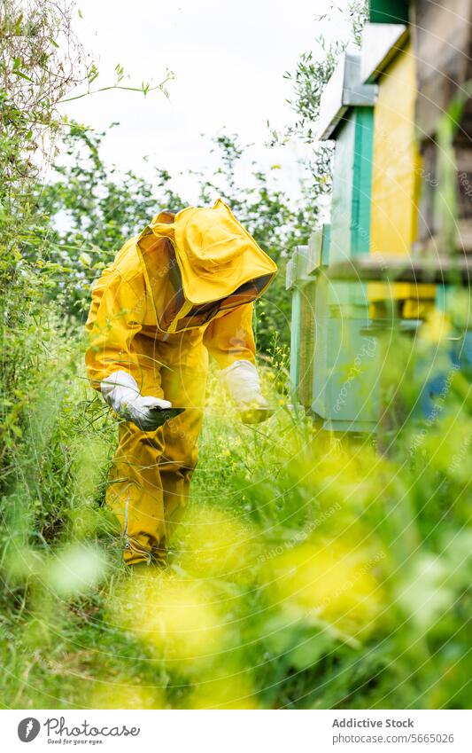 Unbekannter Imker bei der Arbeit am Bienenstock im Bienenhaus Bienenkorb Tracht behüten Handschuh Kasten Anzug Landschaft Liebling hölzern professionell Sommer