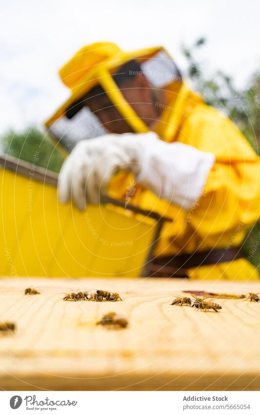 Unbekannter Imker in der Nähe von sitzenden Honigbienen Person Liebling Biene behüten hölzern Handschuh Insekt Bienenkorb Landschaft stehen Anzug Tageslicht