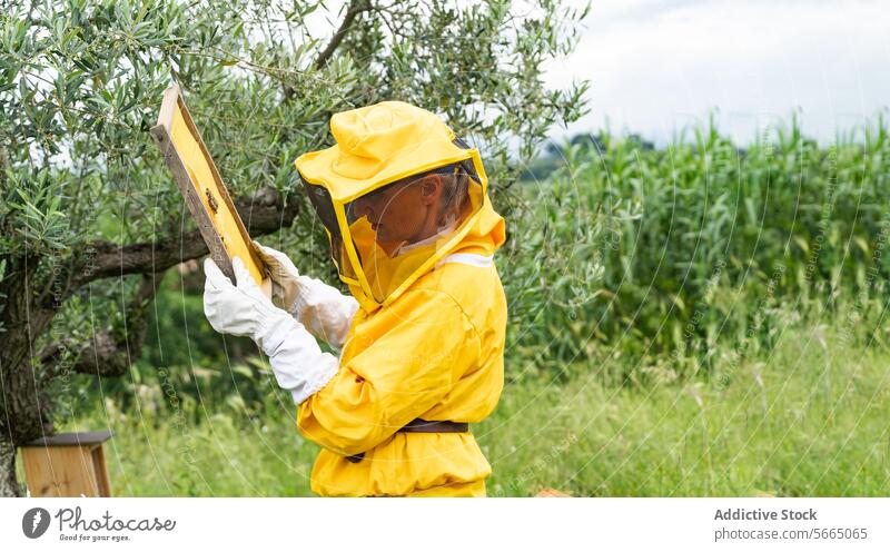 Seitenansicht eines nicht erkennbaren Imkers in gelber Schutzkleidung und weißen Handschuhen, der bei der Arbeit an einem sonnigen Tag einen Bienenstock mit Bienen untersucht