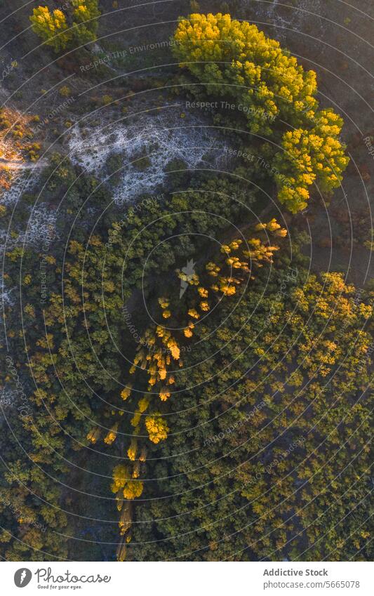 Luftaufnahme von oben über die Landschaft von Alcarria mit dem Kontrast zwischen gelb blühenden Bäumen und weißem Kalksteinpflaster Antenne Guadalajara Baum