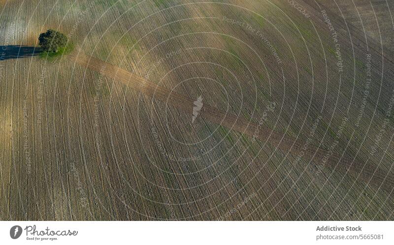 Ein einsamer Baum steht inmitten von weitem Ackerland, sein Schatten erstreckt sich bei Sonnenuntergang über die strukturierten gepflügten Felder von Alcarria